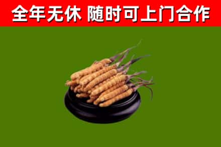 惠州烟酒回收冬虫夏草.jpg